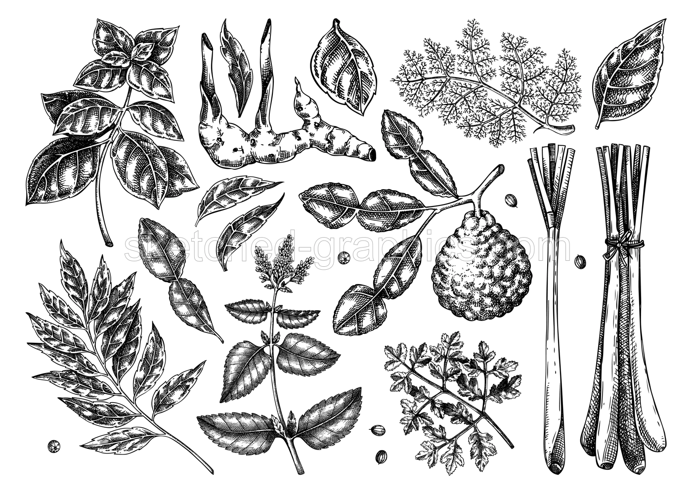 Asian cuisine herb and spice sketches set. Basil, curry, calangal, cilantro, lime drawing. Kitchen spices hand-drawn vector illustration. NOT AI genereted Illustration